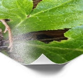 日本のペイントフェルンと葉の植物画 フォトプリント (角)