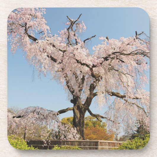 日本の京都。青空の下でのしだれ桜 コースター (正面)