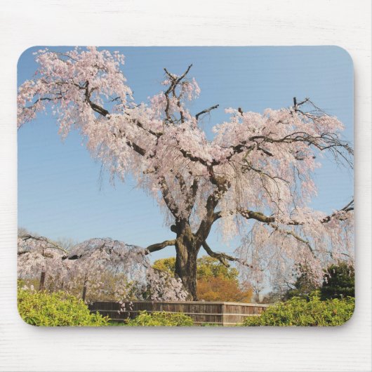 日本の京都。青空の下のしだれ桜 マウスパッド (正面)