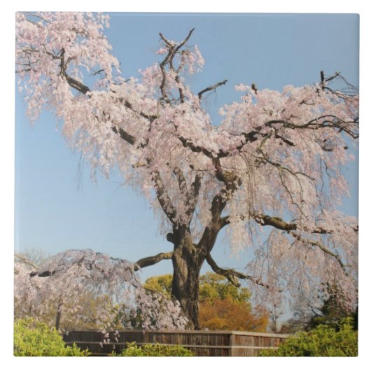 日本の京都。青空の下のシダレザクラ タイル (正面)