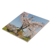 日本の京都。青空の下のシダレザクラ タイル (側面)