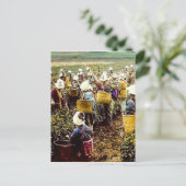 日本の古い時代を代表するヴィンテージの手で選ばれたティーピッカー ポストカード (スタンド正面)