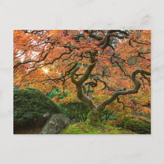 日本の庭園の紅葉したもみじ ポストカード (正面)