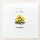 日本の春の短命植物 – アムールアドニス ガラスコースター (正面)