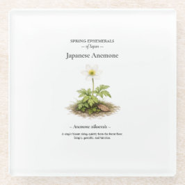 日本の春の短命植物 – シュウメイギク ガラス ガラスコースター