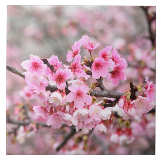日本の桜の花のユニークでピンクのかわいい花 タイル (正面)