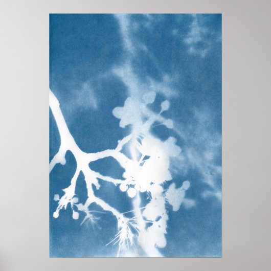 日本の桜 シアノタイプ ヴィンテージスタイル ポスター (正面)