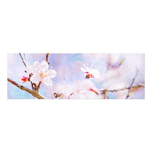 日本の桜 - 桜の花 フォトプリント (正面)