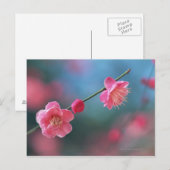 日本の梅4 ポストカード (正面/裏面)