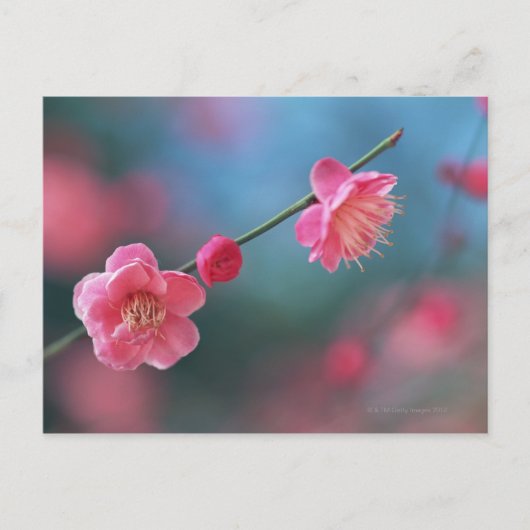 日本の梅4 ポストカード (正面)