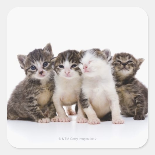 日本の猫 スクエアシール (正面)