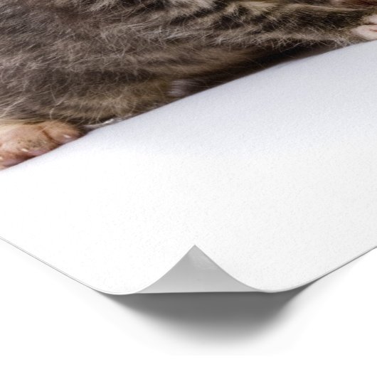 日本の猫 ポスター (角)