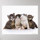 日本の猫 ポスター (正面)