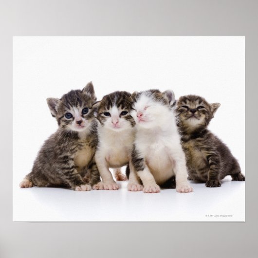 日本の猫 ポスター (正面)