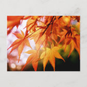 日本の秋:紅葉 ポストカード (正面)