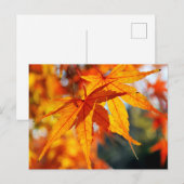 日本の紅葉 ポストカード (正面/裏面)