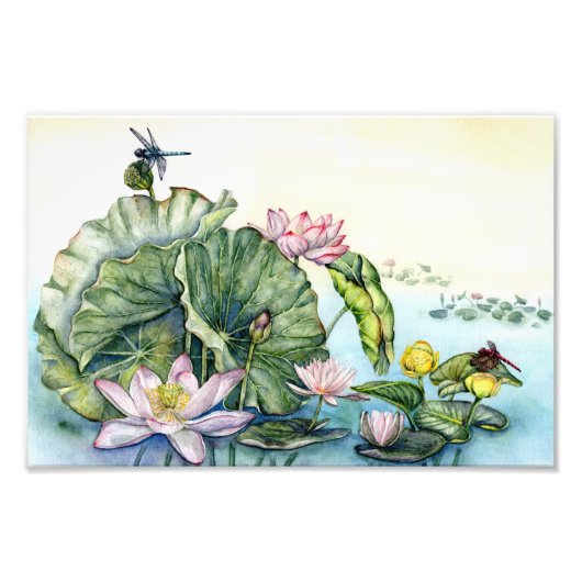 日本の蓮の花 フォトプリント            (正面)