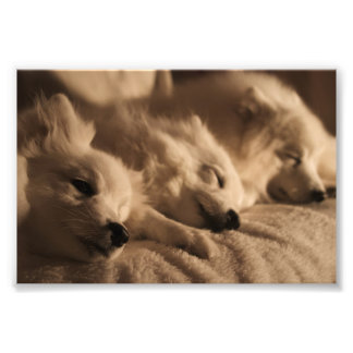 日本のSpitz / American Eskimo poster フォトプリント