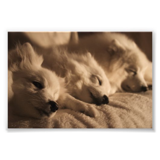 日本のSpitz / American Eskimo poster フォトプリント (正面)