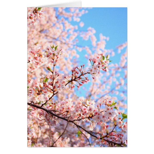 日本カードの桜 (正面)