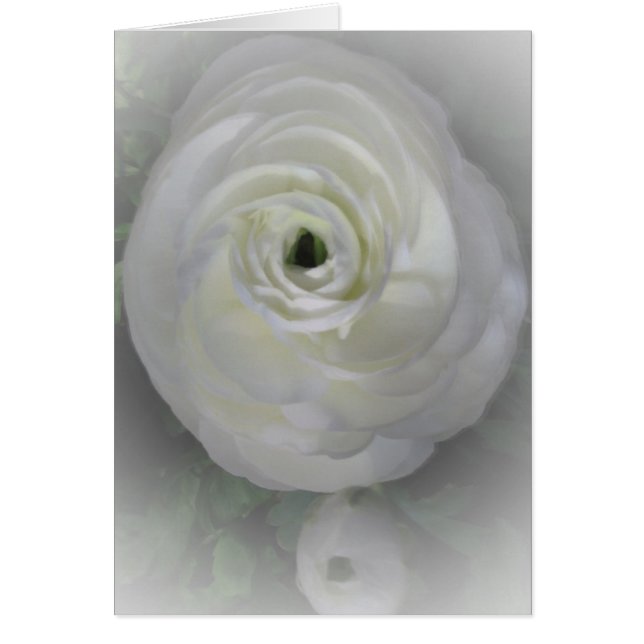 日本語Camelia (正面)