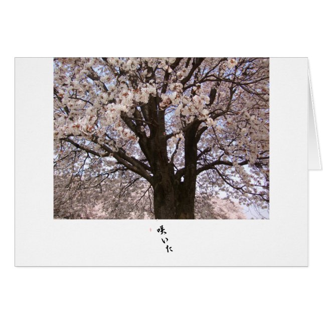 日本1の桜 (正面横)