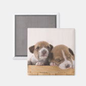 日本 マグネット (正面/裏面)