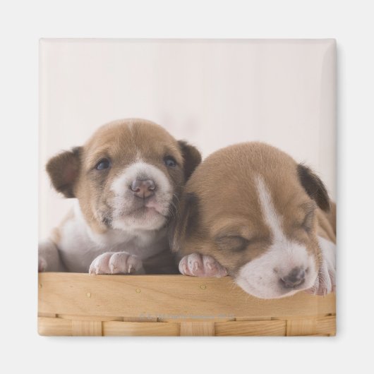 日本 マグネット (正面)