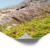 日本、京都。水色の空の下でのしだれ桜 ポスター (角)