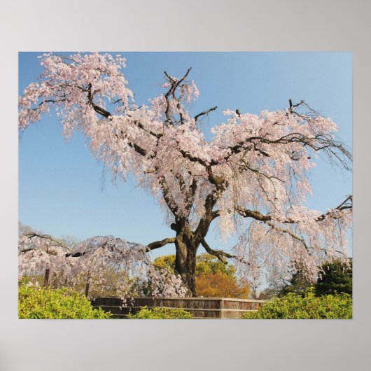 日本、京都。水色の空の下でのしだれ桜 ポスター (正面)