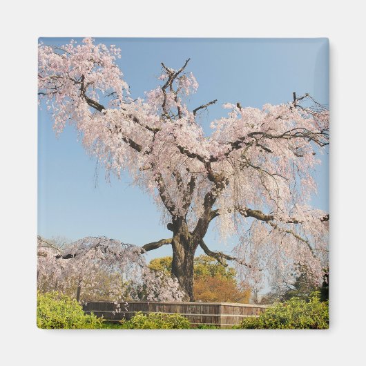 日本、京都。青い空の下のさくらんぼの涙の木 マグネット (正面)