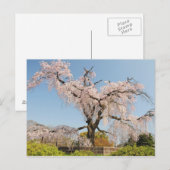 日本、京都。青空の下のしだれ桜 ポストカード (正面/裏面)