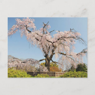 日本、京都。青空の下のしだれ桜 ポストカード