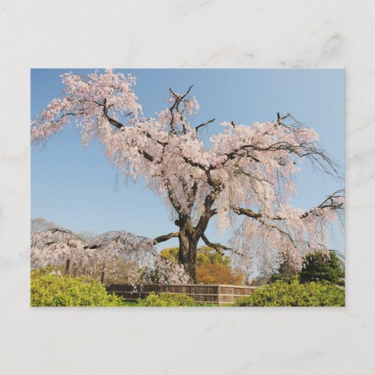 日本、京都。青空の下のしだれ桜 ポストカード (正面)