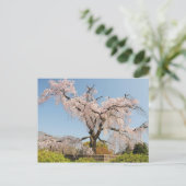 日本、京都。青空の下のしだれ桜 ポストカード (スタンド正面)