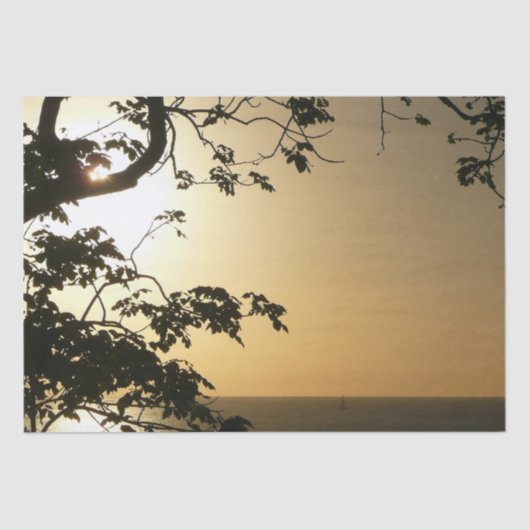 日没から木へII熱帯写真 薄葉紙 (正面)
