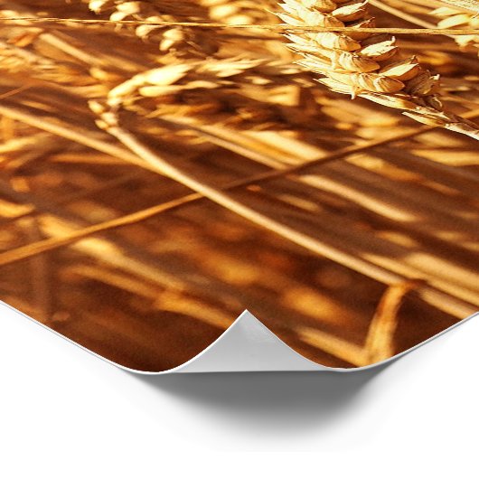 日没と小麦畑 ポスター (角)