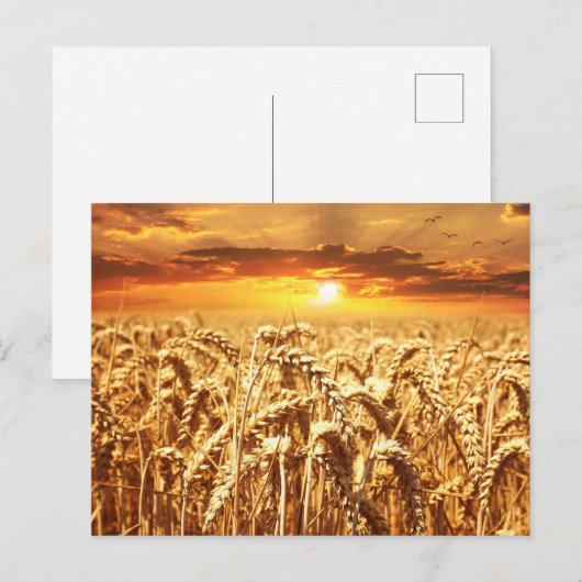 日没と小麦畑 ポストカード (正面/裏面)
