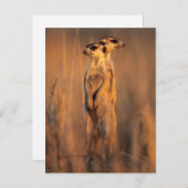 日没に岩の上に立つ証明書のペア ポストカード (正面/裏面)