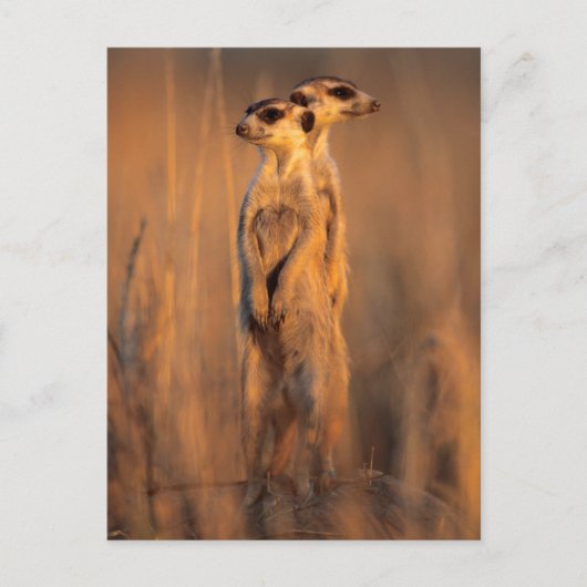 日没に岩の上に立つ証明書のペア ポストカード (正面)