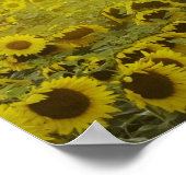 日没のひまわり畑と納屋 ポスター (角)