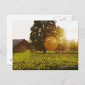 日没のひまわり畑と納屋 ポストカード (正面/裏面)