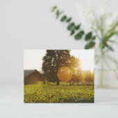 日没のひまわり畑と納屋 ポストカード (スタンド正面)