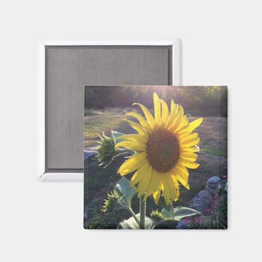 日没のひまわり – - マグネット (正面/裏面)