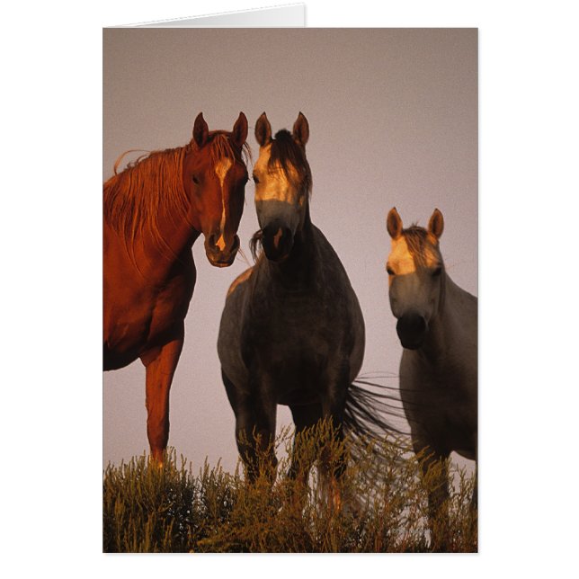 日没のアラビア人 (正面)