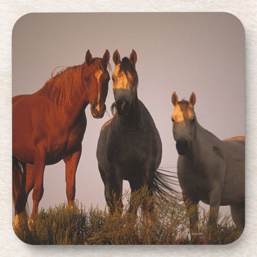 日没のアラビア人 コースター (正面)