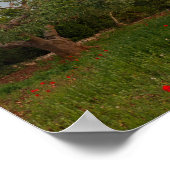 日没のオリーブの木の林のポスター ポスター (角)