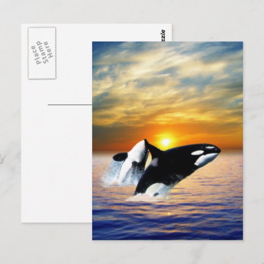 日没のクジラ ポストカード (正面/裏面)