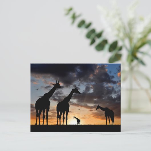 日没のサファリの野生動物のキリンのシルエット ポストカード (スタンド正面)