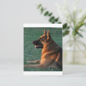 日没のジャーマン・シェパード- "Zamp " ポストカード (スタンド正面)